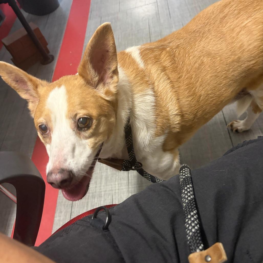 Enlarge Piper, a Adoptable Mixed Breed in Hinsdale, IL image 1/1