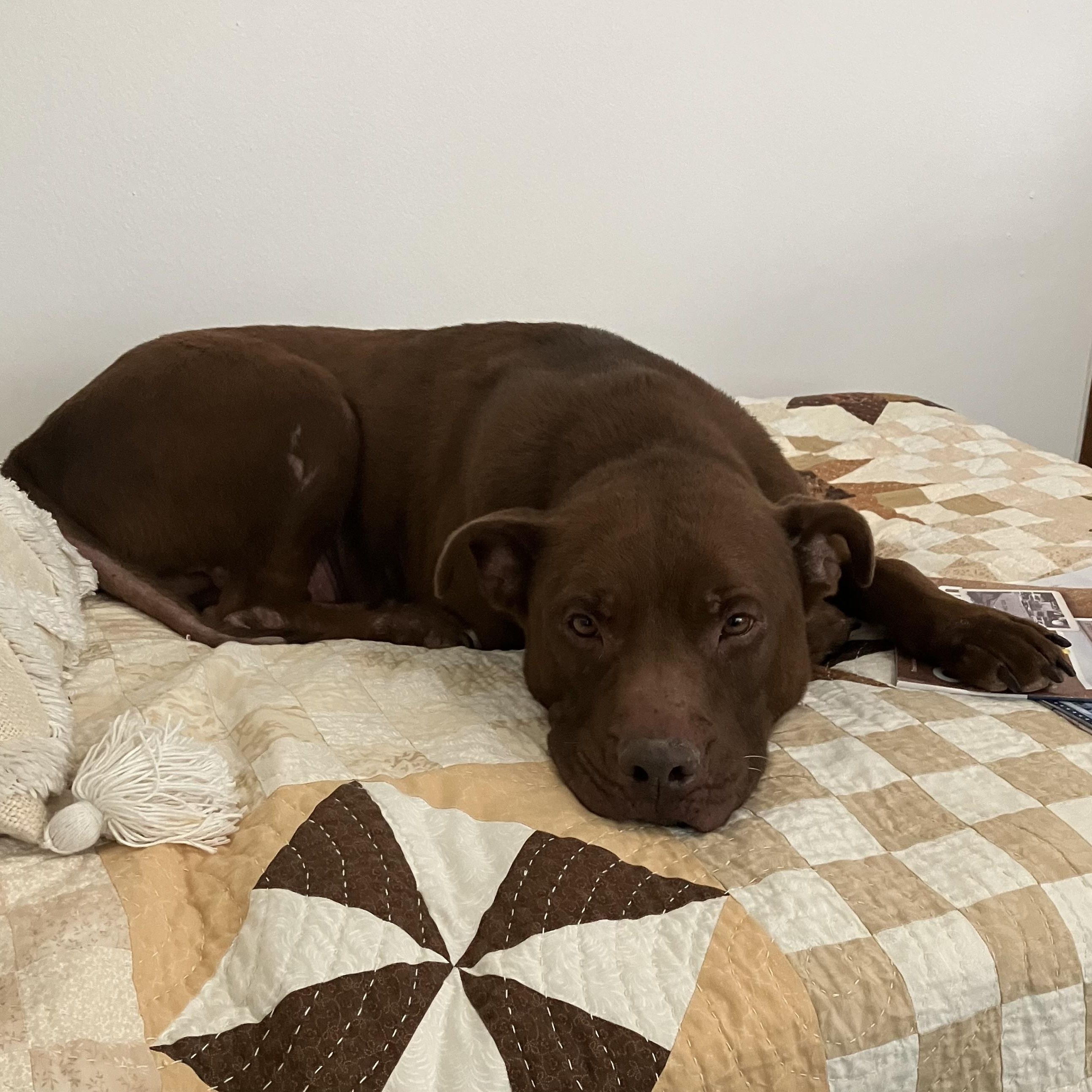 Enlarge Milo, a Adoptable mixed breed in Grand Rapids, MI image 4/6
