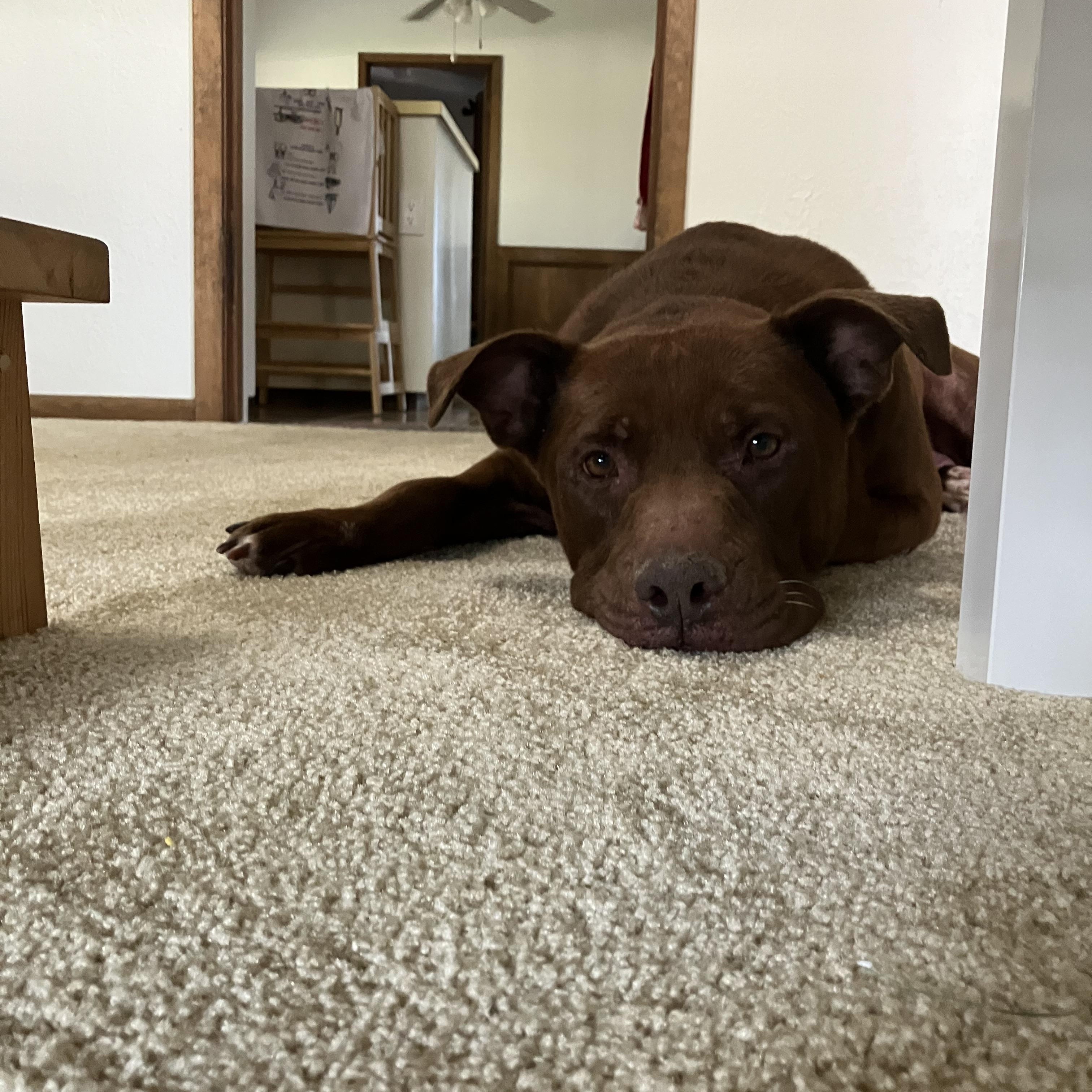Enlarge Milo, a Adoptable mixed breed in Grand Rapids, MI image 3/6