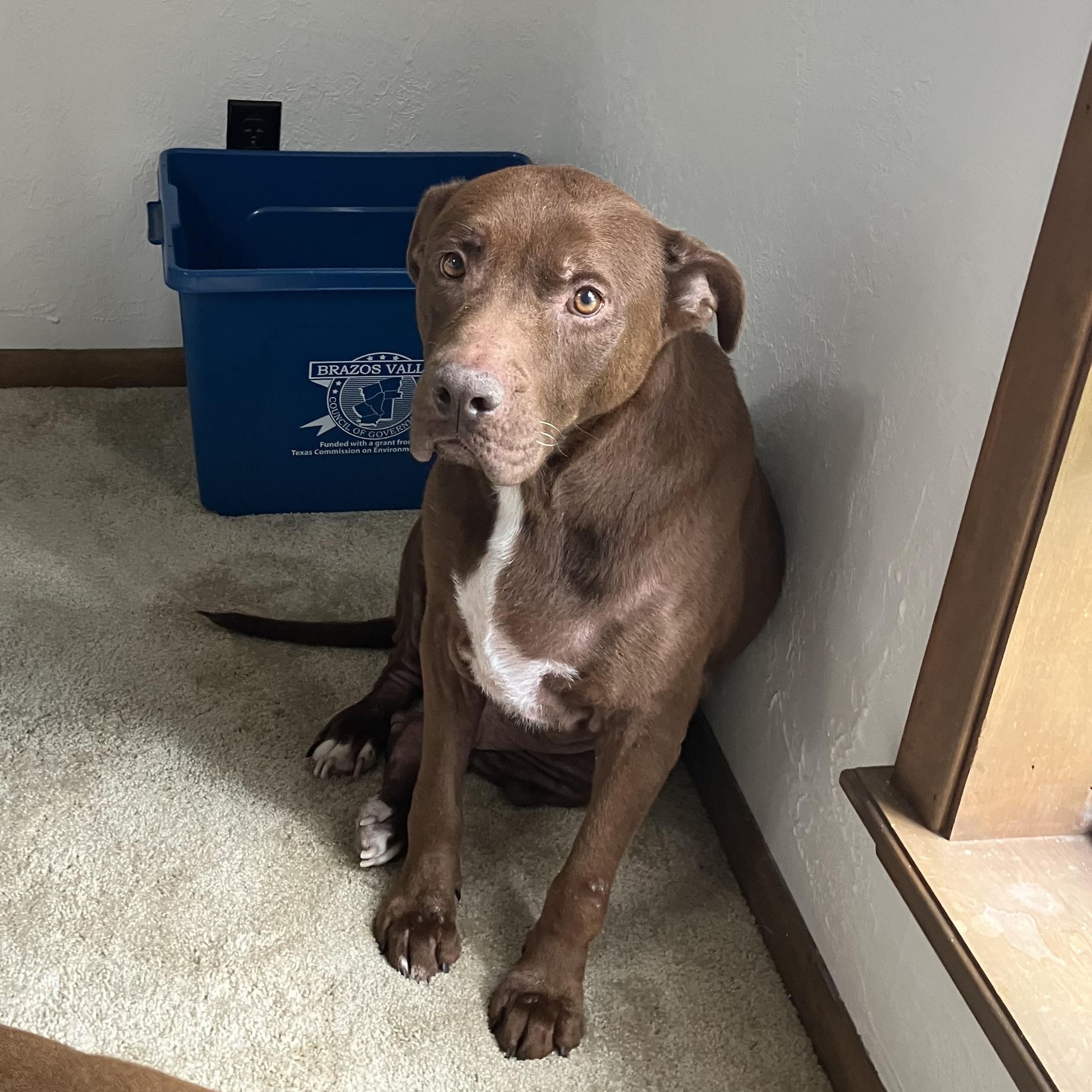 Enlarge Milo, a Adoptable mixed breed in Grand Rapids, MI image 1/6