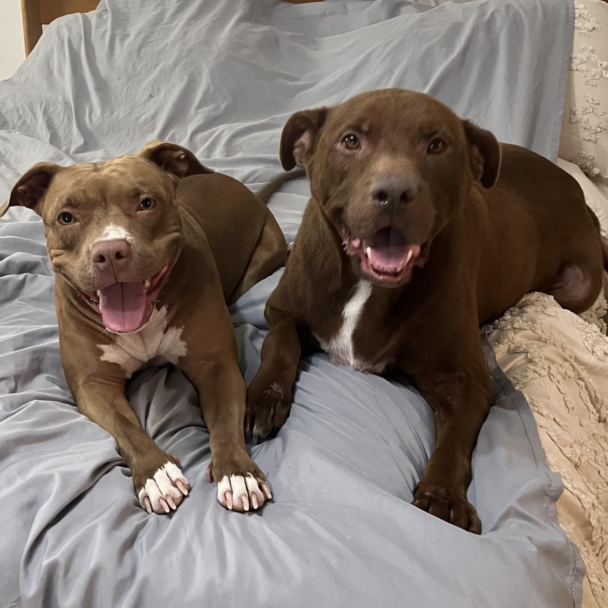 Enlarge Milo, a Adoptable mixed breed in Grand Rapids, MI image 2/6