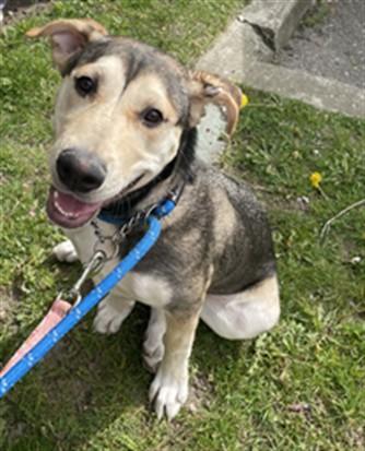 Enlarge ASH, a Adoptable mixed breed in Vaughan, ON image 1/1