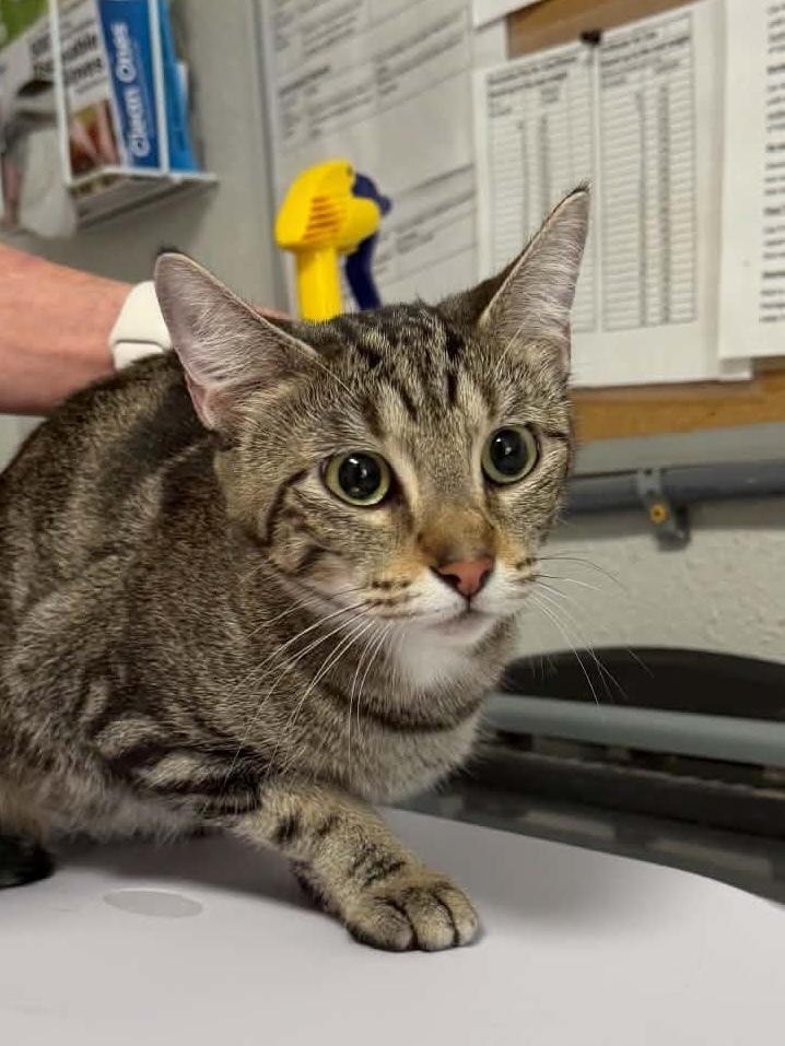Eggnog, Adoptable, Young Female Domestic Short Hair.