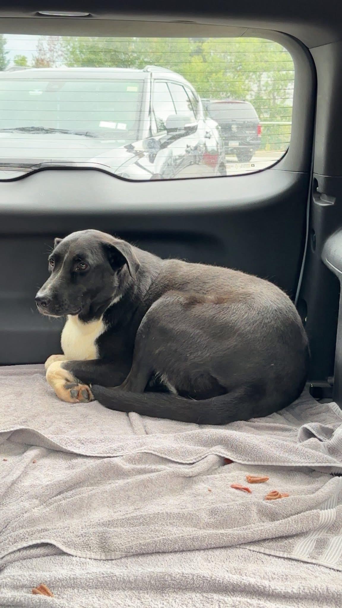 DENNY -Sponsored Fee & Fostered in NY!! — thumbnail 2