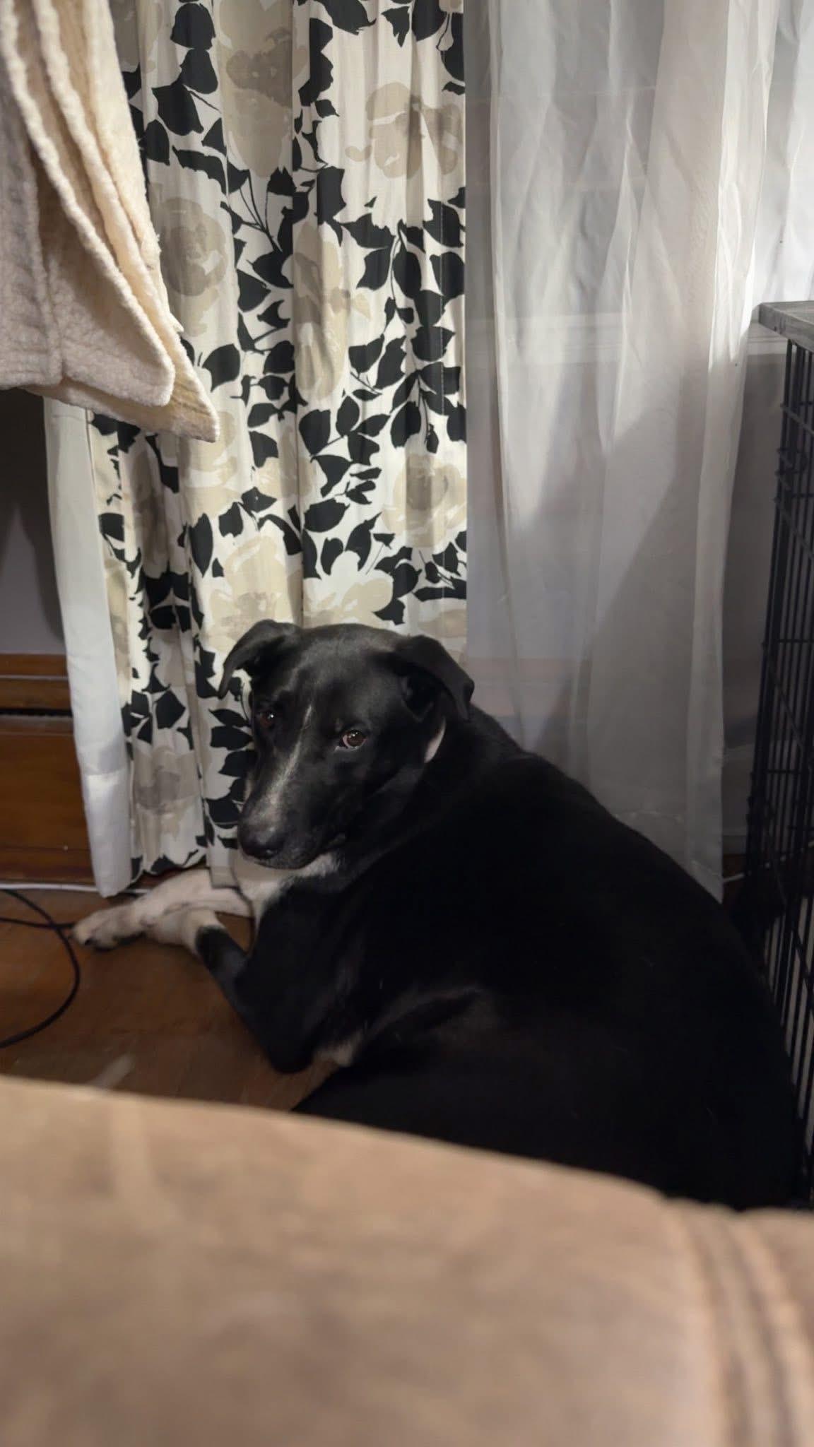 DENNY -Sponsored Fee & Fostered in NY!! — thumbnail 3