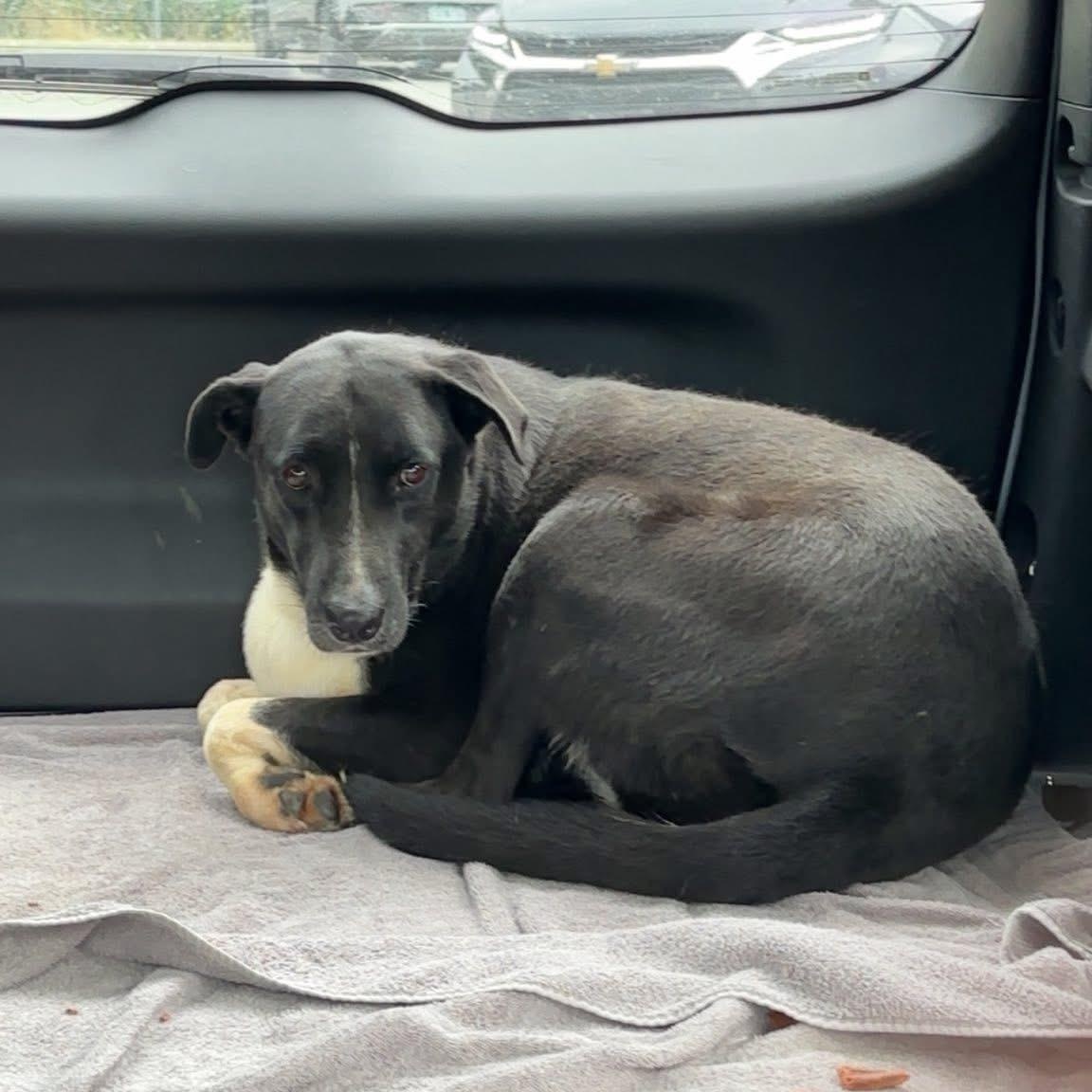 DENNY -Sponsored Fee & Fostered in NY!! — thumbnail 5