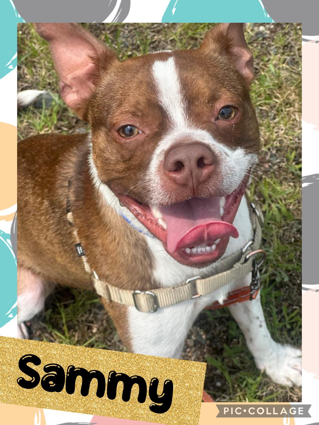Sammy, an adoptable Boston Terrier in Iron River, MI, 49935 | Photo Image 2