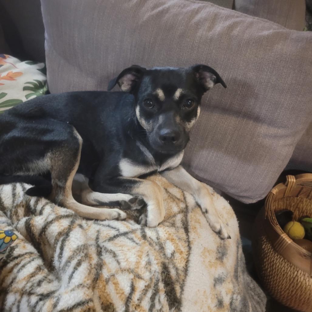 Mama Bunny, Adoptable, Adult Female Rat Terrier & Pug.