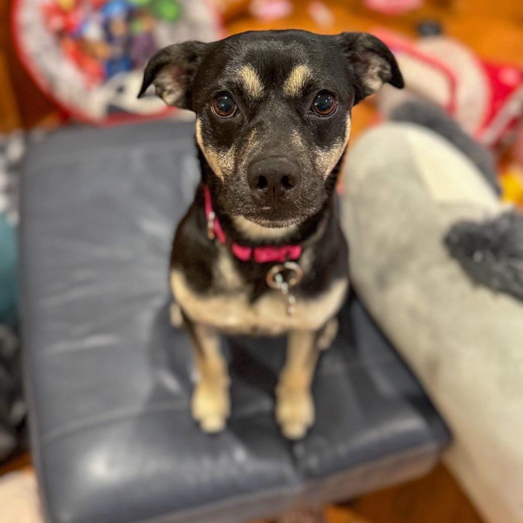 Enlarge Mama Bunny, a Adoptable mixed breed in Baton Rouge, LA image 3/6