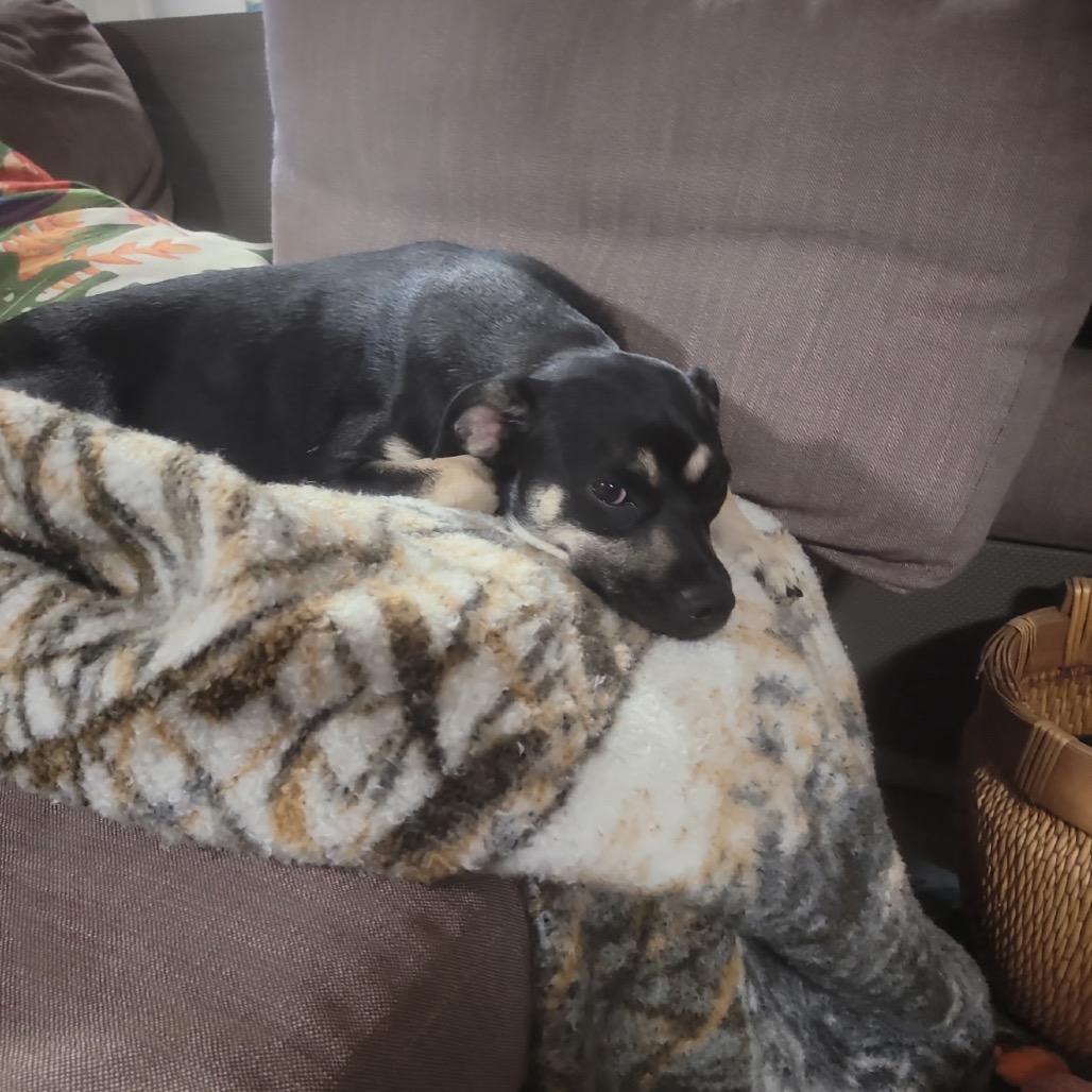 Enlarge Mama Bunny, a Adoptable mixed breed in Baton Rouge, LA image 4/6