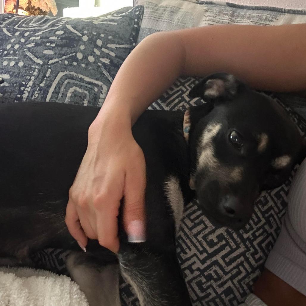 Enlarge Mama Bunny, a Adoptable mixed breed in Baton Rouge, LA image 5/6