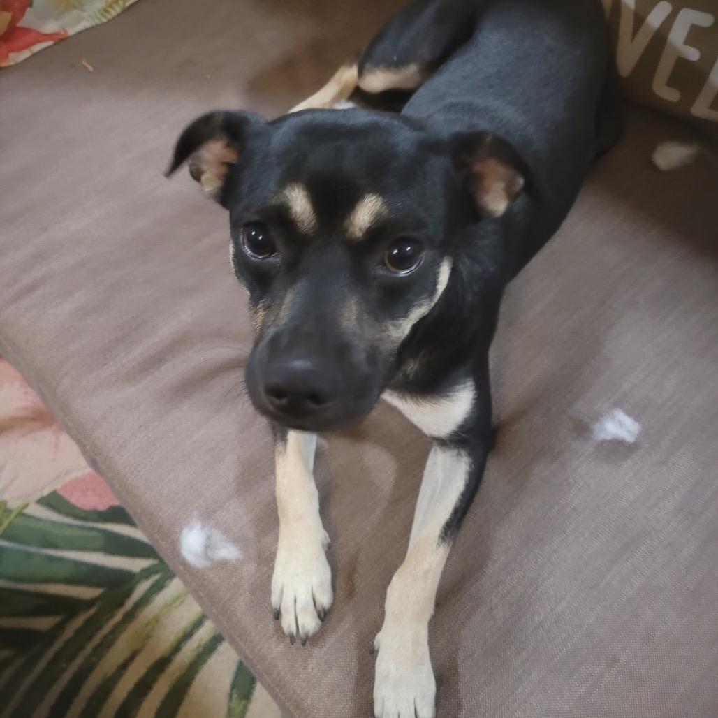 Enlarge Mama Bunny, a Adoptable mixed breed in Baton Rouge, LA image 6/6