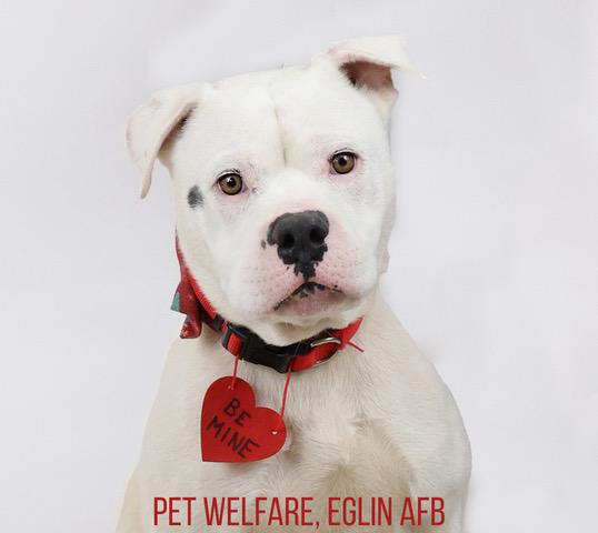 Enlarge Chunky Monkey, a ADOPTABLE mixed breed in Eglin AFB, FL image 2/2