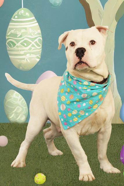 Chunky Monkey, adopted, Adult Male Bull Terrier.