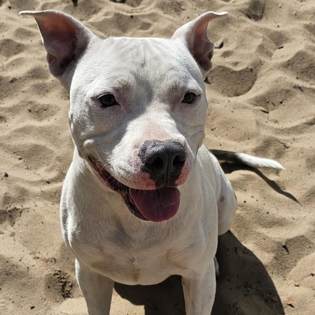 Enlarge Hughes, a Adoptable Pit Bull Terrier in Melrose, FL image 1/1