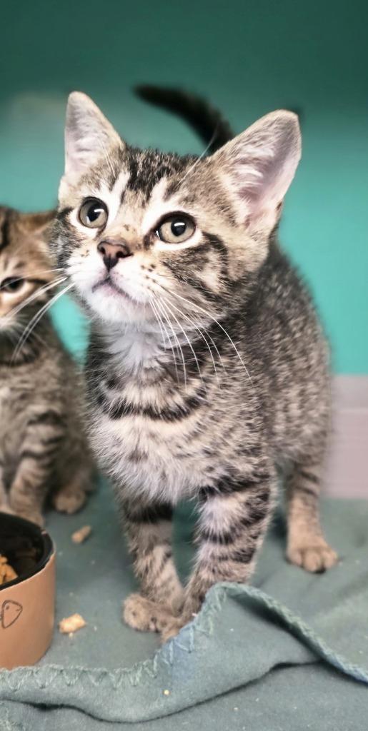 Avirae, Adoptable, Kitten Male Domestic Short Hair.