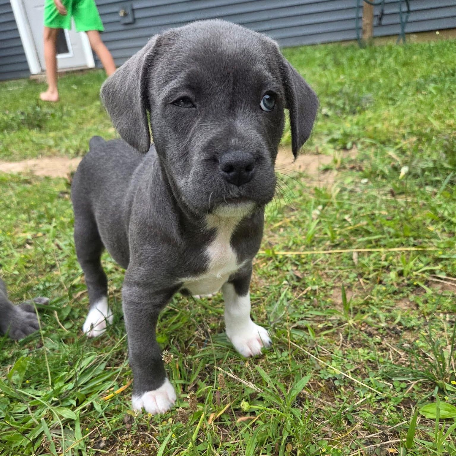 Enlarge Sparrow, a Adoptable mixed breed in Kentwood, MI image 4/4