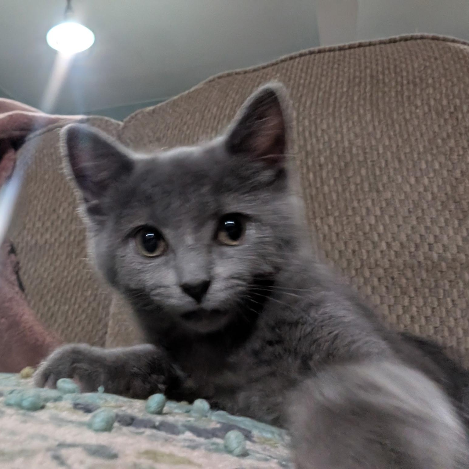 Enlarge Puff, an adopted Domestic Short Hair in Menasha, WI image 2/3