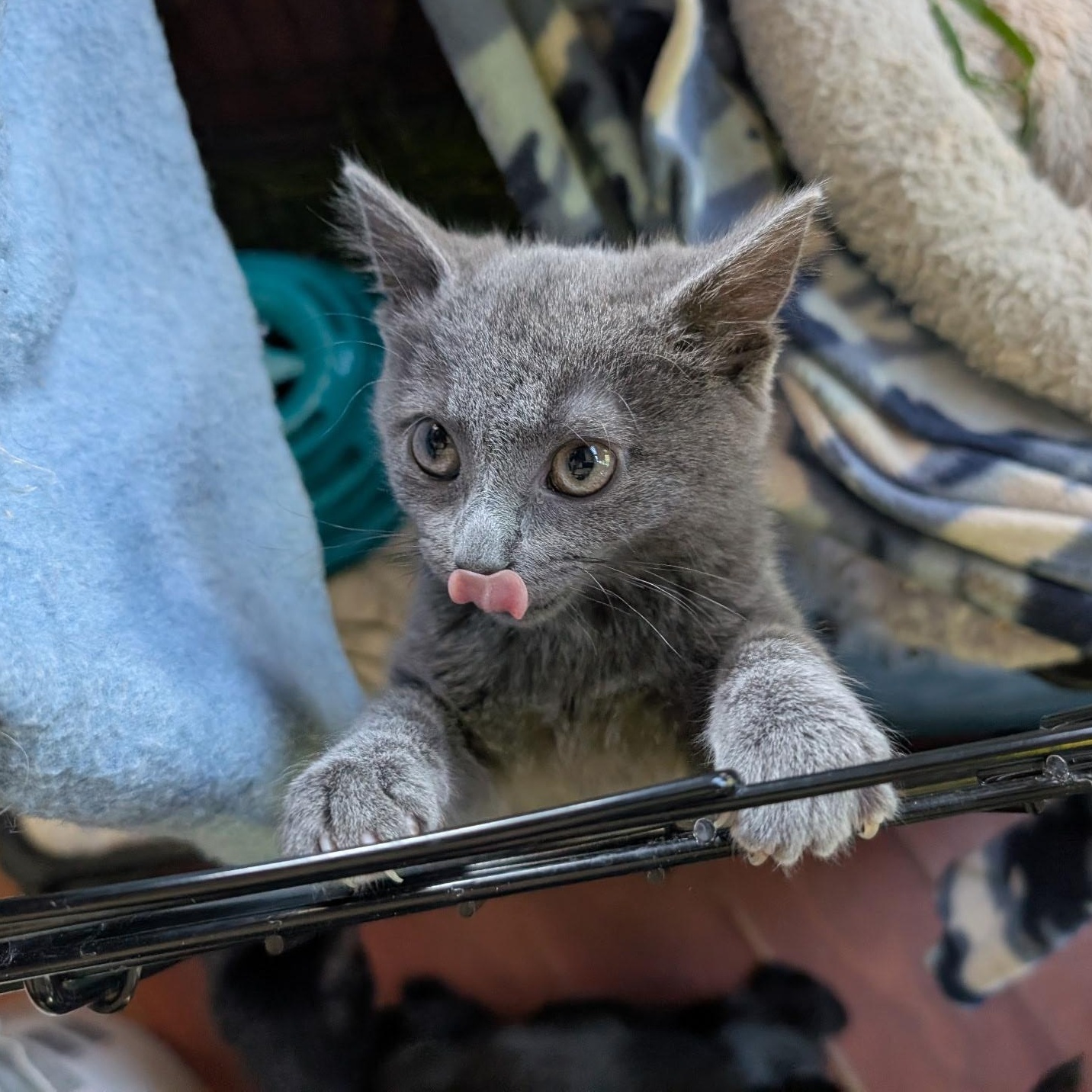 Puff, Adoptable, Kitten Female Domestic Short Hair.