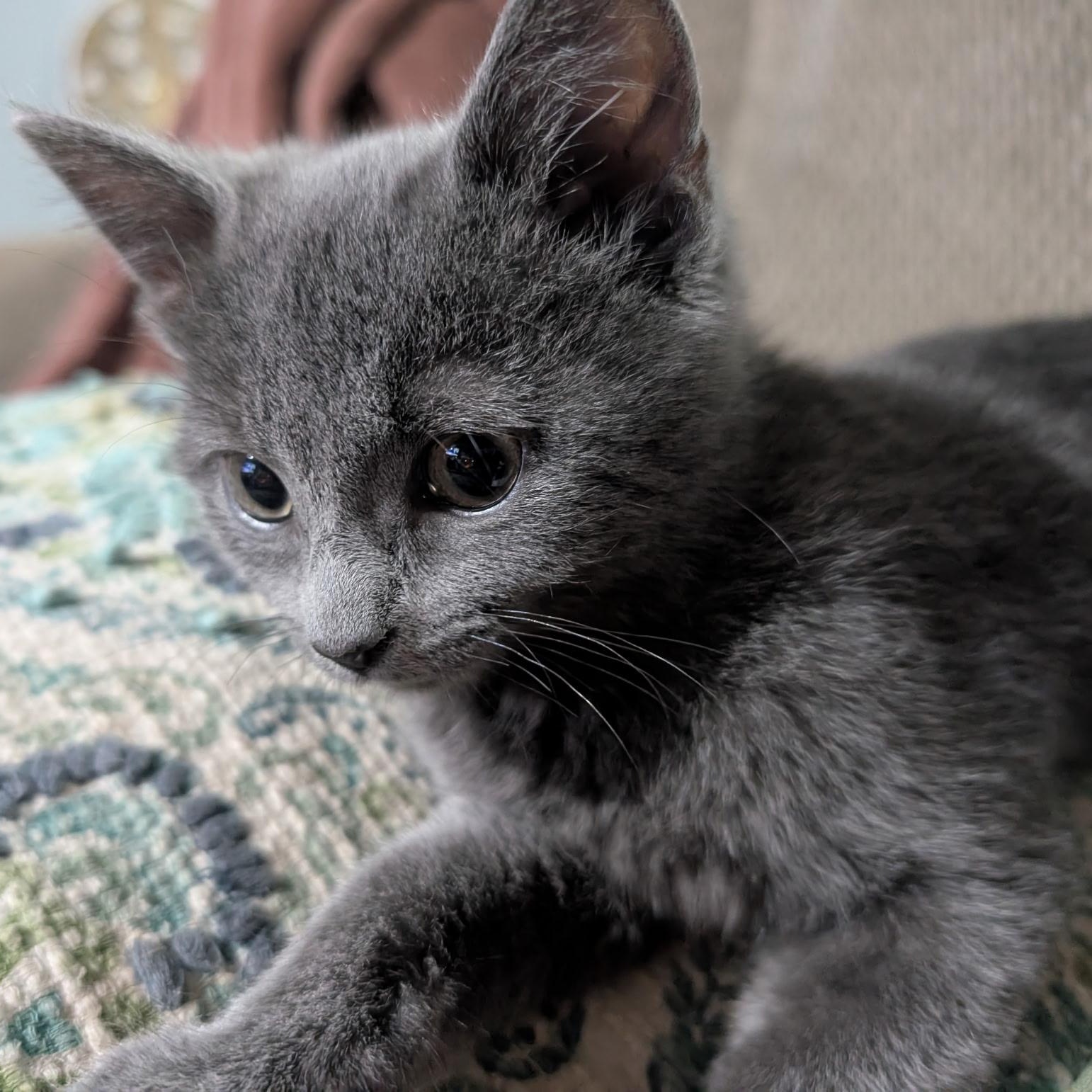 Enlarge Puff, an adopted Domestic Short Hair in Menasha, WI image 3/3