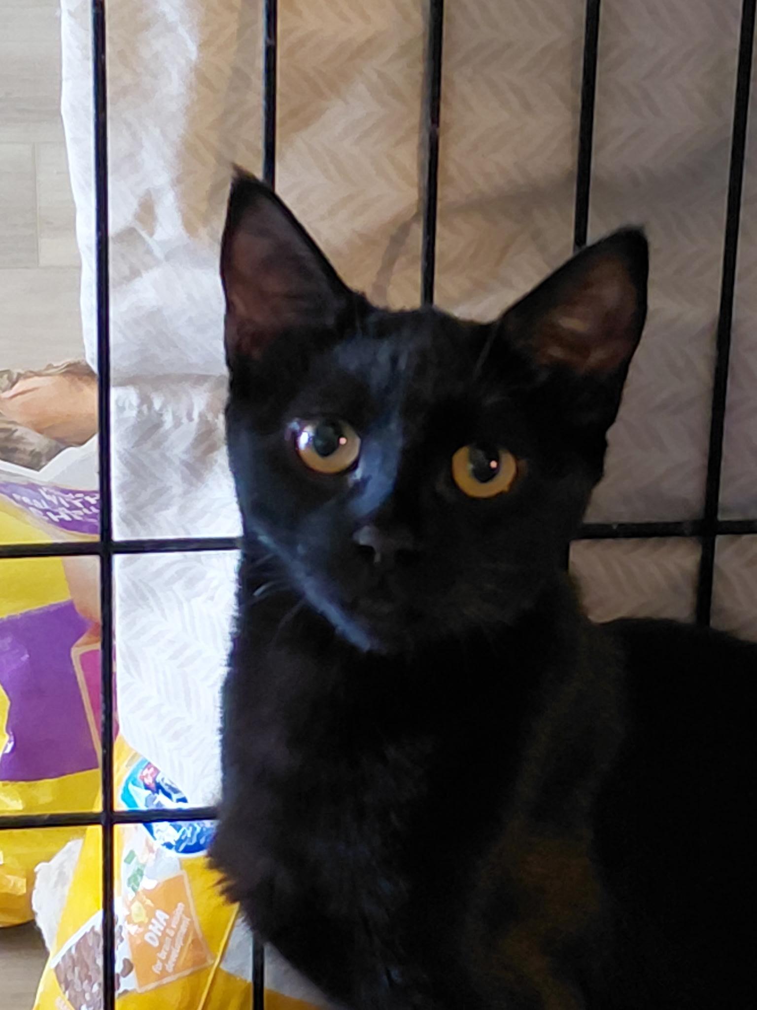 Isla, ADOPTABLE, Young Male Domestic Short Hair.