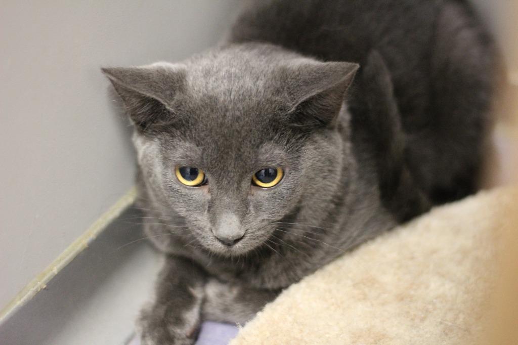 Faith, Adoptable, Kitten Female Domestic Short Hair.