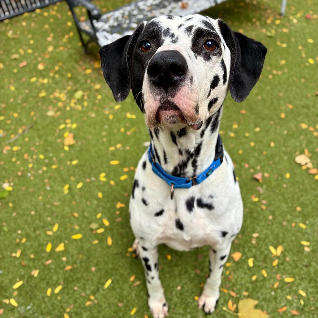 Domino, Adoptable, Adult Male Dalmatian.