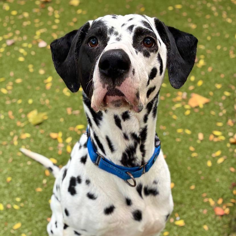 Enlarge Domino, a Adoptable Dalmatian in Providence, RI image 2/5
