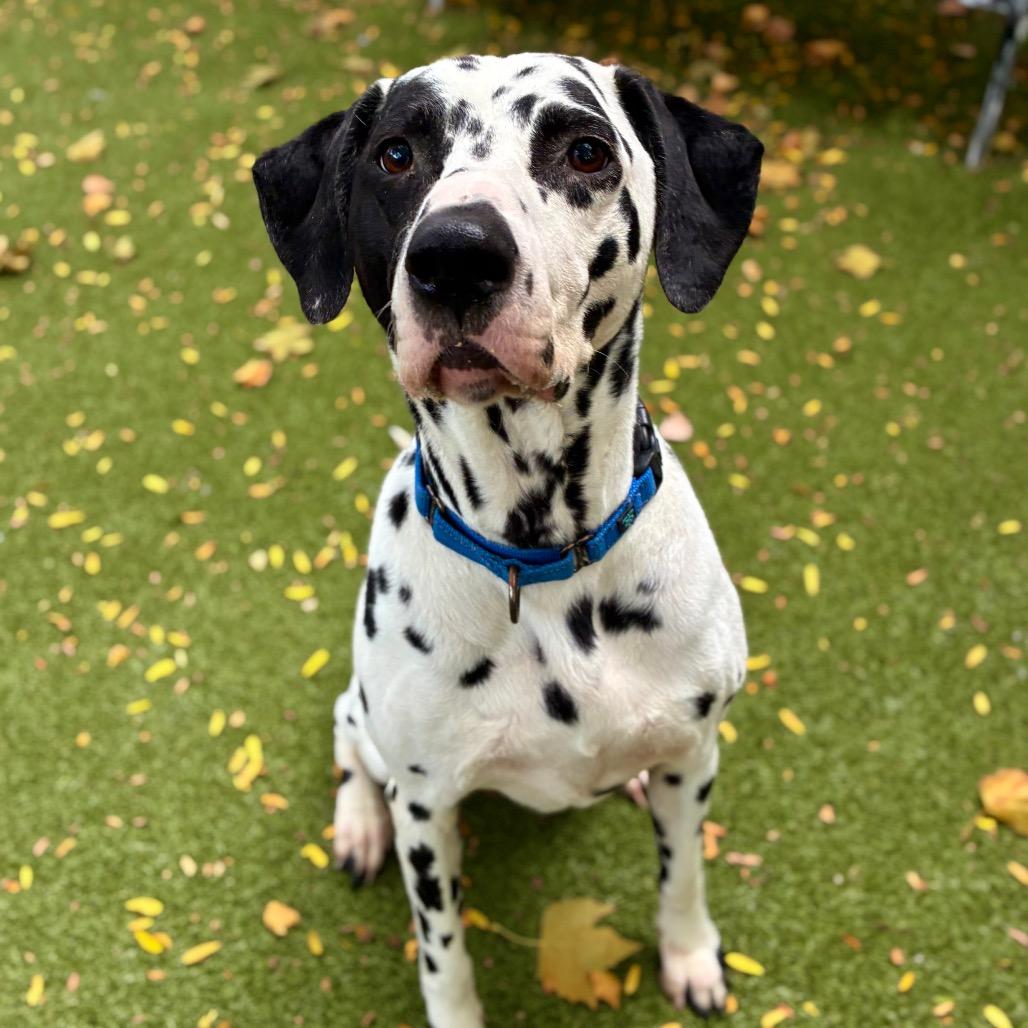Enlarge Domino, a Adoptable Dalmatian in Providence, RI image 3/5