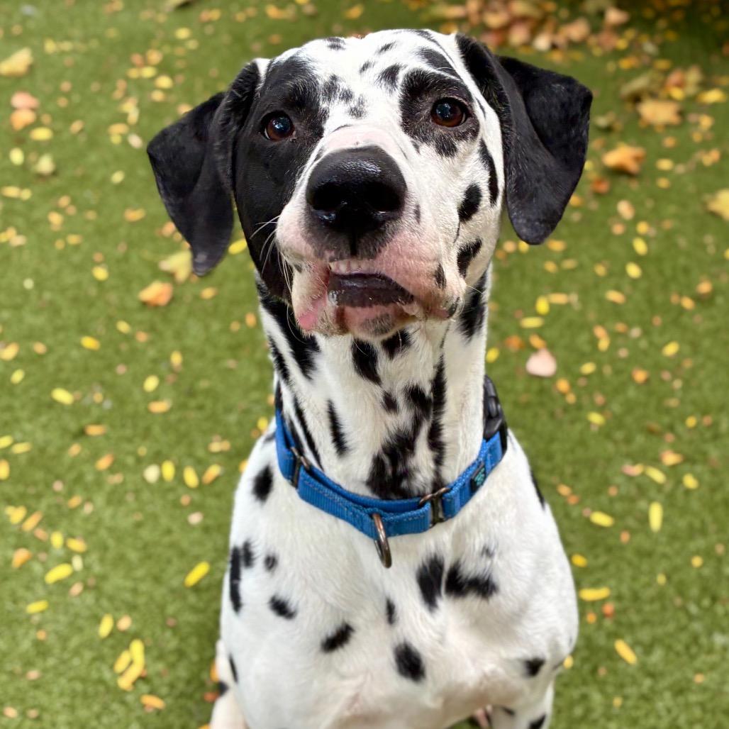 Enlarge Domino, a Adoptable Dalmatian in Providence, RI image 4/5