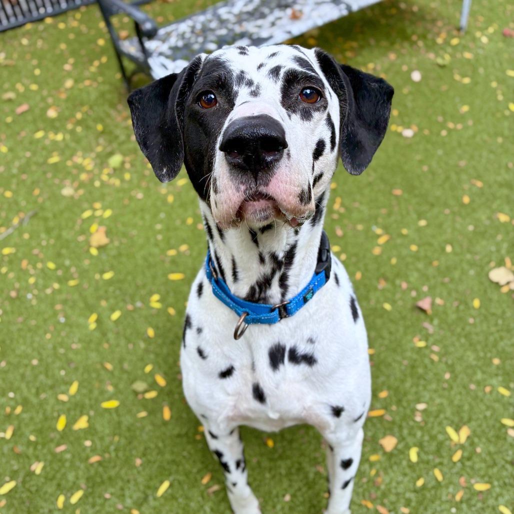 Enlarge Domino, a Adoptable Dalmatian in Providence, RI image 5/5