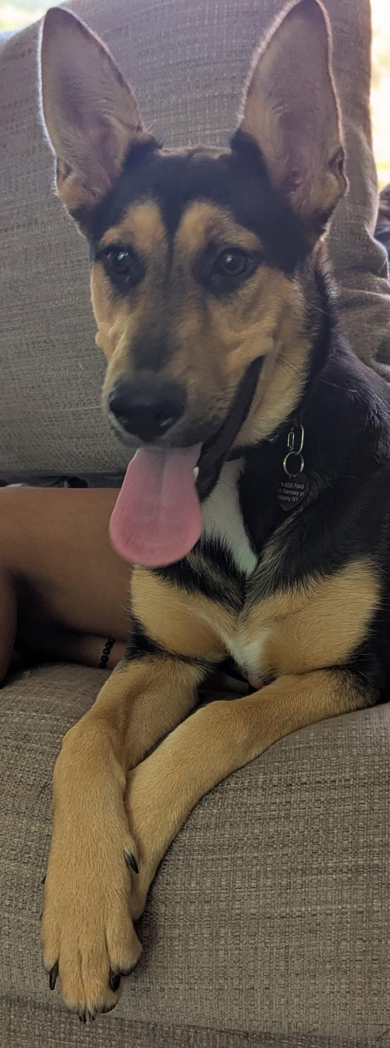 Kate, Adopted, Puppy Female German Shepherd Dog.