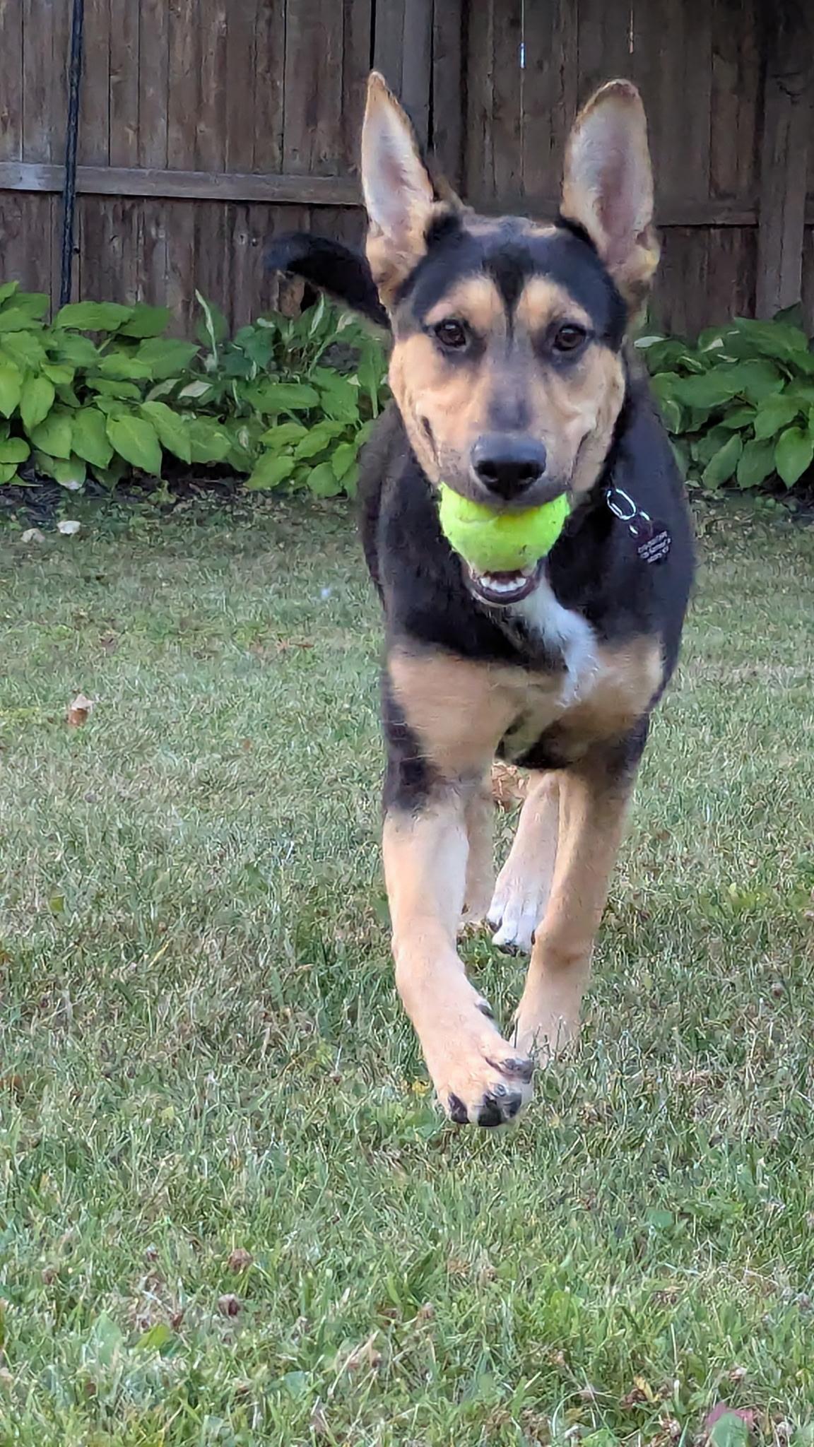 Enlarge Kate, a Adopted mixed breed in Albany, NY image 3/4