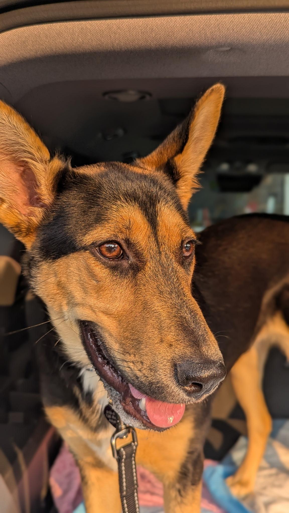 Enlarge Kate, a Adopted mixed breed in Albany, NY image 4/4