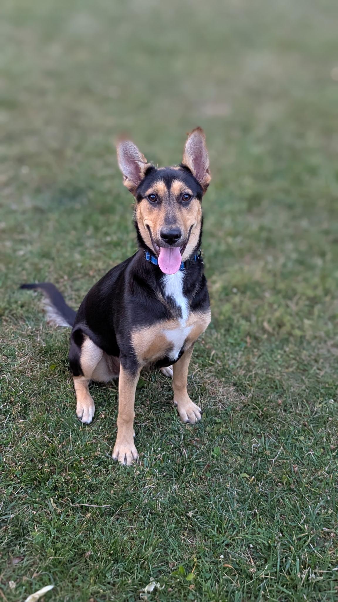 Enlarge Kate, a Adopted mixed breed in Albany, NY image 2/4