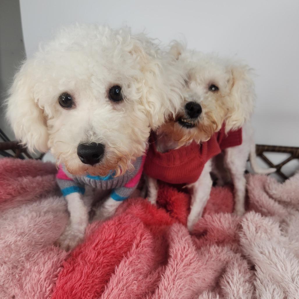 Louise, Adoptable, Adult Female Bichon Frise.
