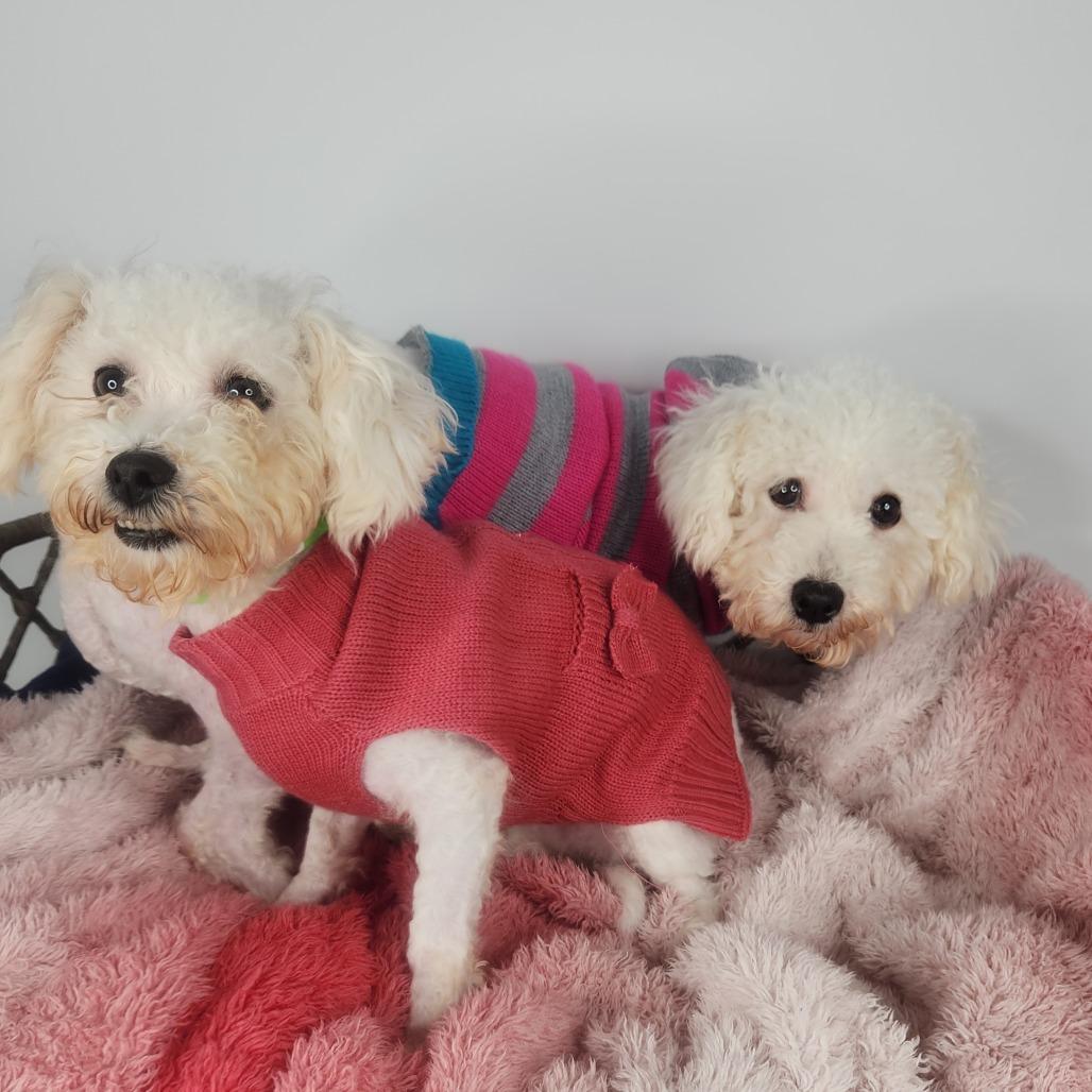 Enlarge Louise, a Adoptable Bichon Frise in Fort Wayne, IN image 2/5