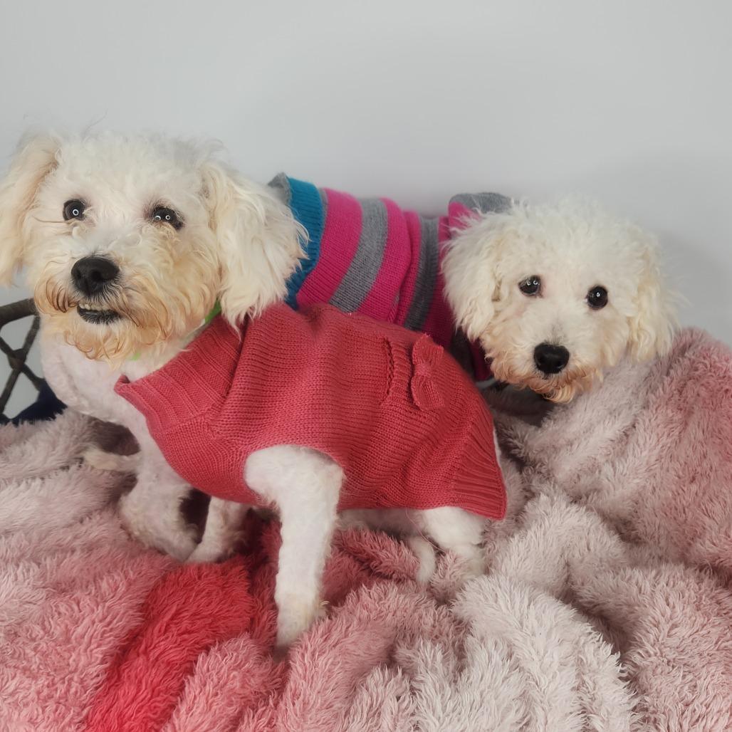 Enlarge Louise, a Adoptable Bichon Frise in Fort Wayne, IN image 3/5