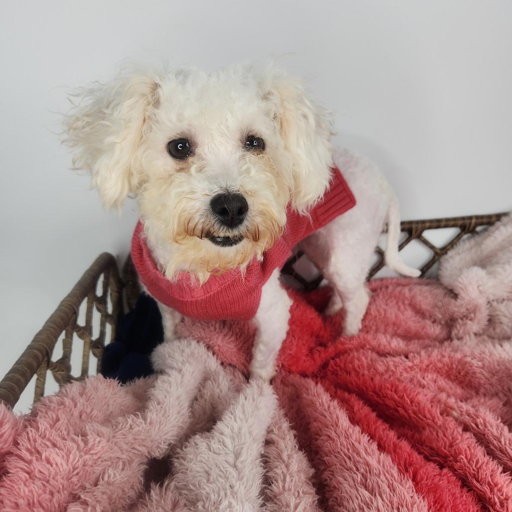 Enlarge Louise, a Adoptable Bichon Frise in Fort Wayne, IN image 4/5