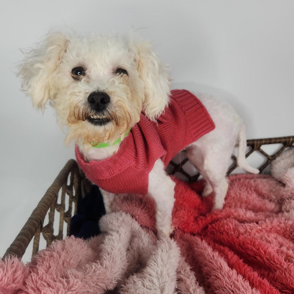 Enlarge Louise, a Adoptable Bichon Frise in Fort Wayne, IN image 5/5