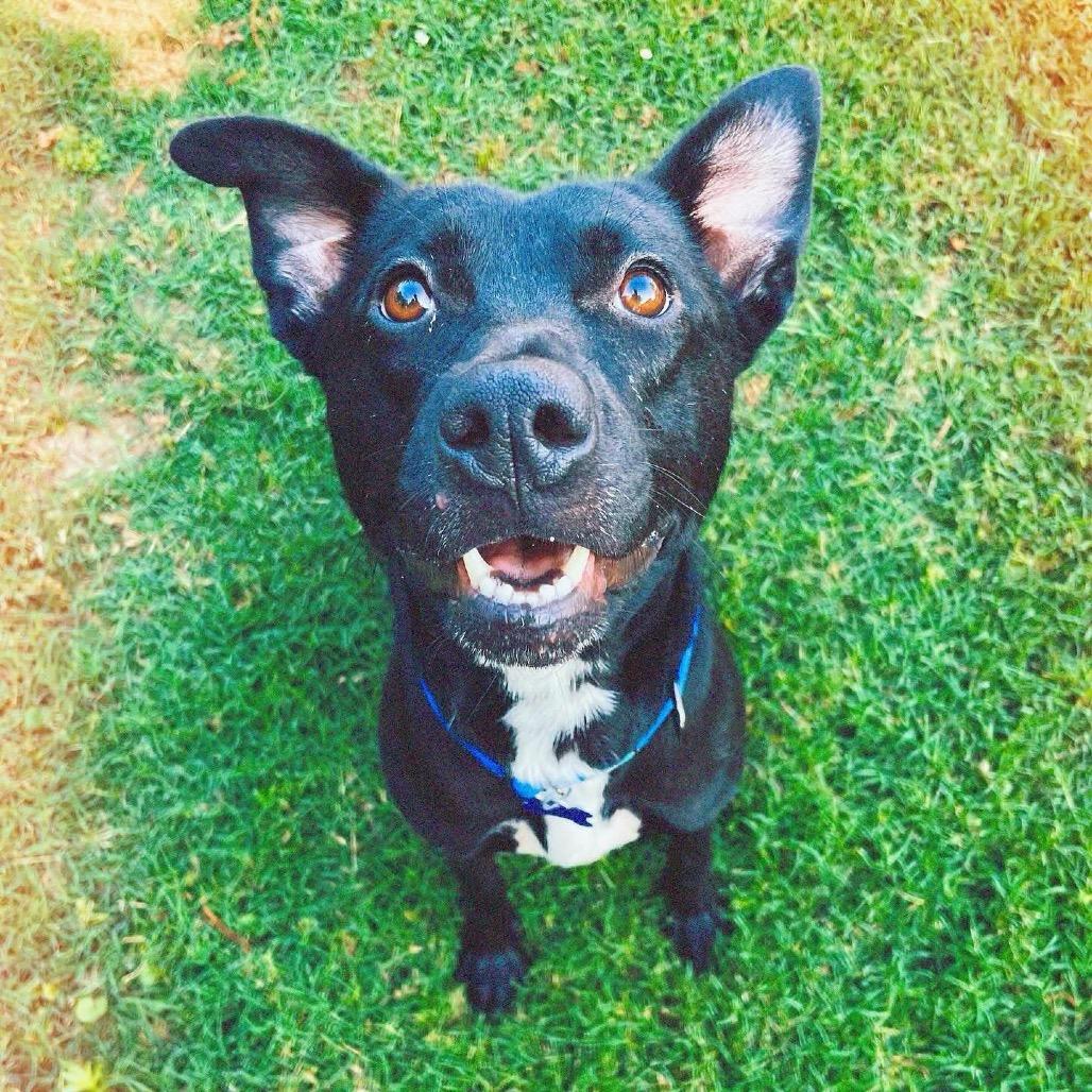 Reba (In Foster), Adoptable, Adult Female Mixed Breed.