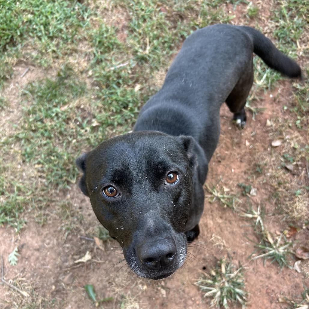 Enlarge Reba - In Foster (Adoption Fee SPONSORED!), a Adoptable Mixed Breed in Alabaster, AL image 2/6