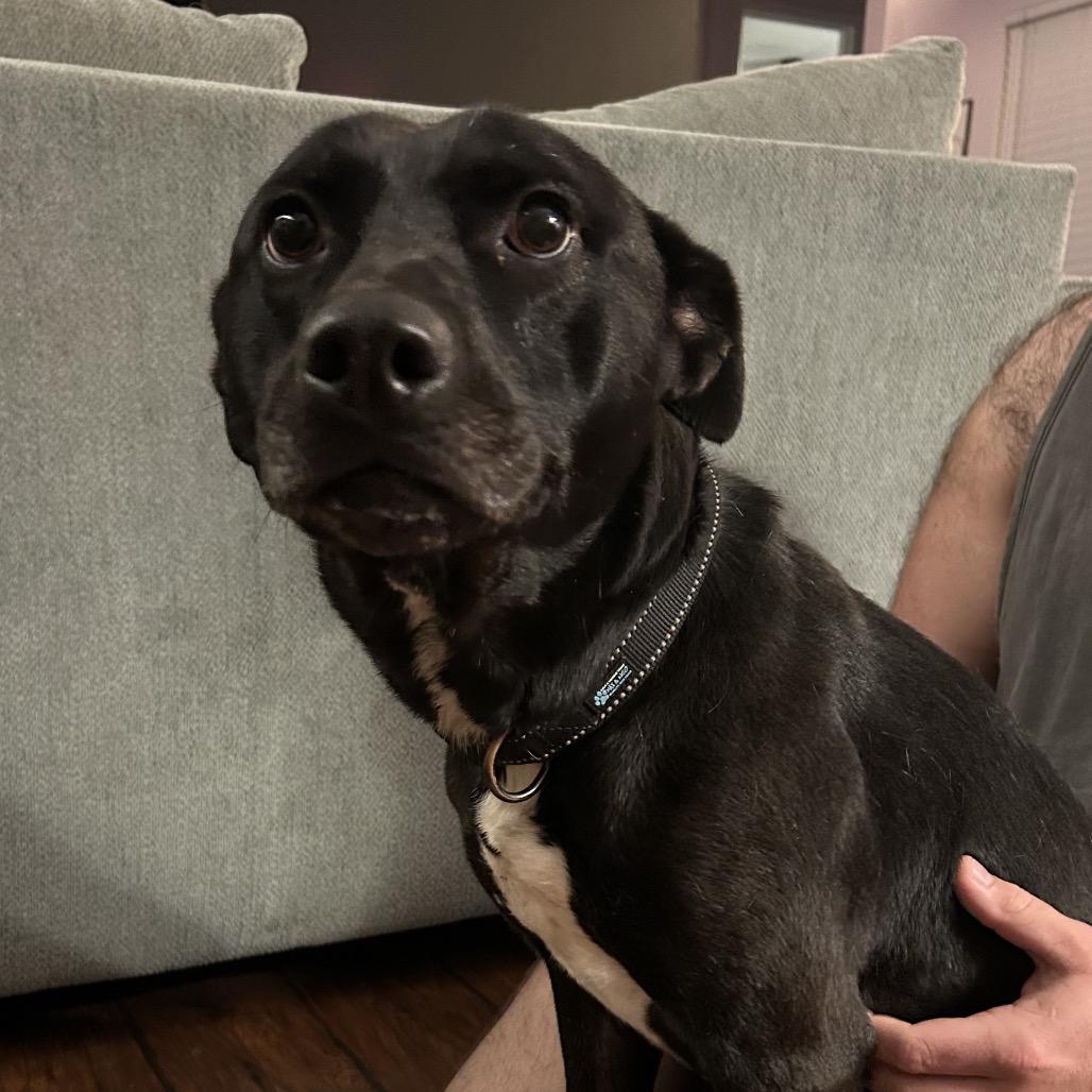 Enlarge Reba - In Foster (Adoption Fee SPONSORED!), a Adoptable Mixed Breed in Alabaster, AL image 3/6