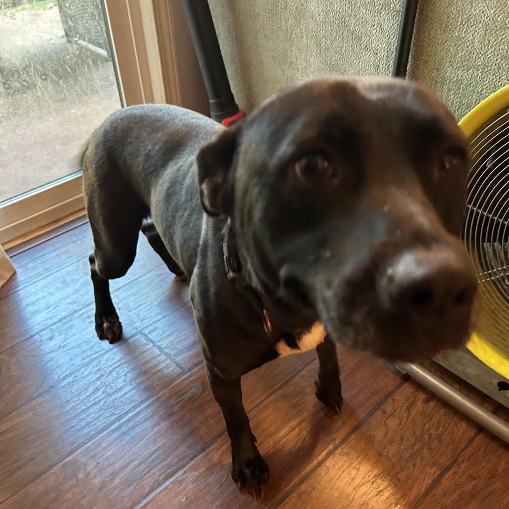 Enlarge Reba - In Foster (Adoption Fee SPONSORED!), a Adoptable Mixed Breed in Alabaster, AL image 5/6