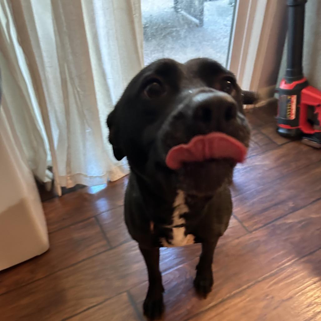 Enlarge Reba - In Foster (Adoption Fee SPONSORED!), a Adoptable Mixed Breed in Alabaster, AL image 6/6