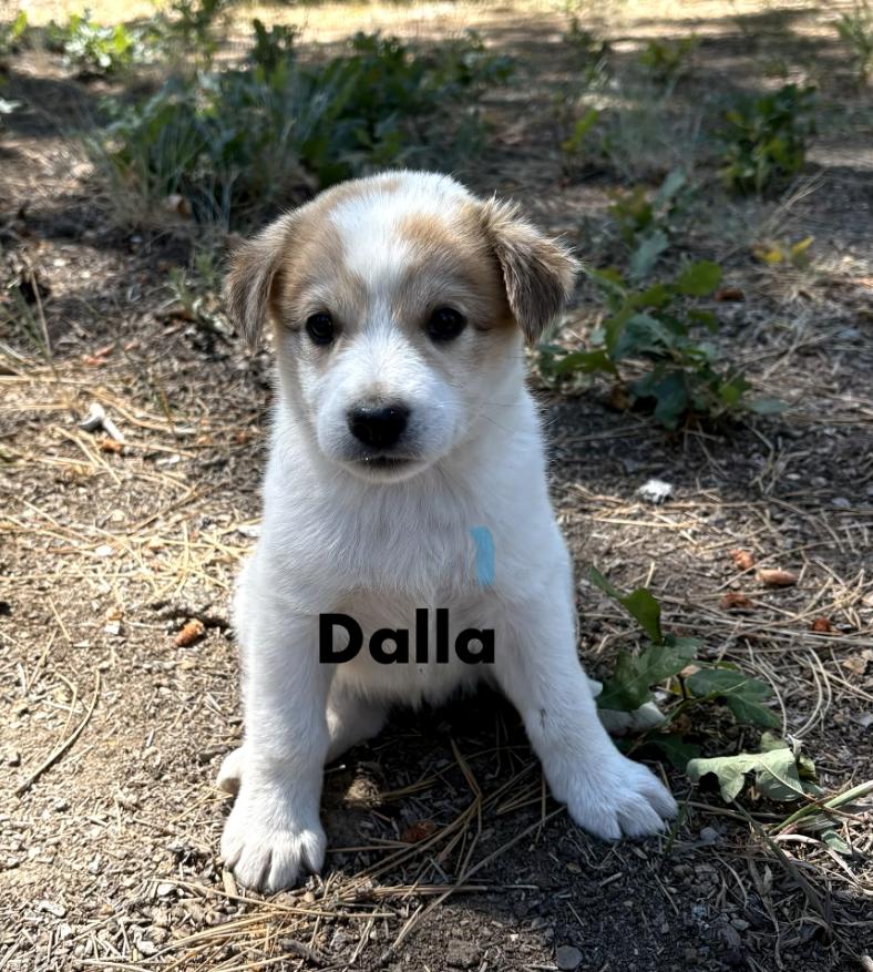 Dalla, a Adoptable mixed breed in Cortez, CO image 1/2