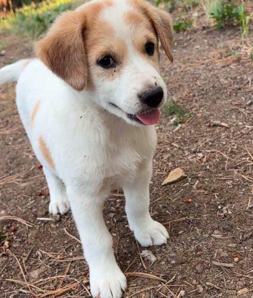 Dalla, a Adoptable mixed breed in Cortez, CO image 2/2