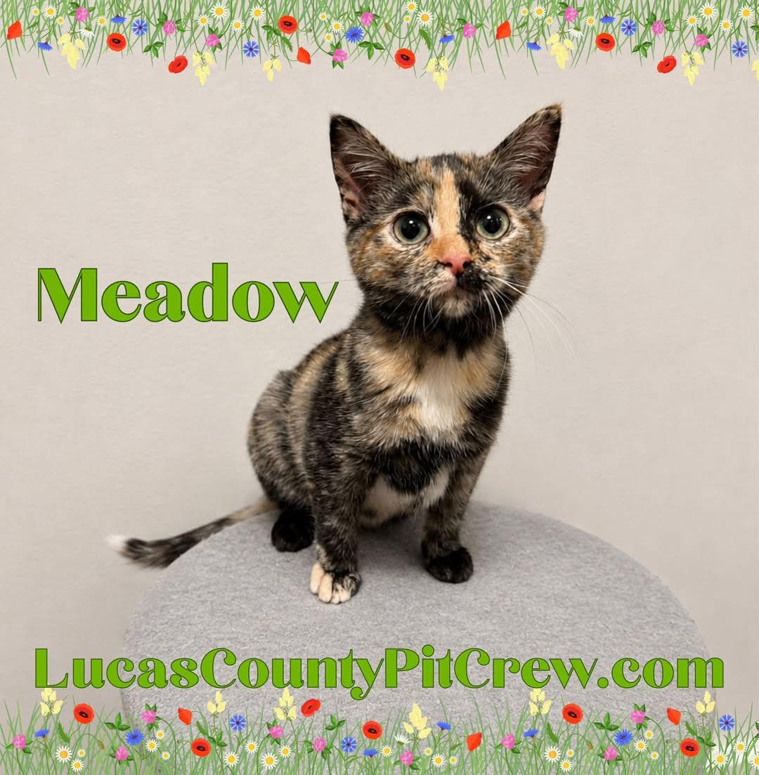 Enlarge Meadow, a Adopted mixed breed in Toledo, OH image 1/1