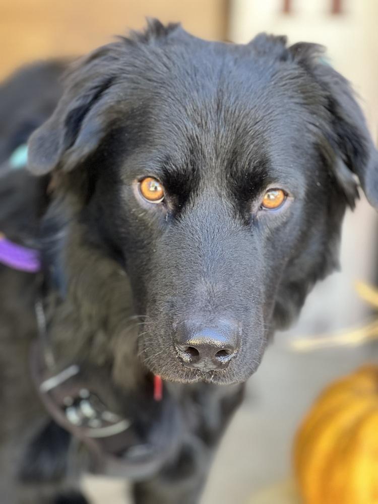 Enlarge 25-099 Cole "Coming Soon!", a Adoptable mixed breed in Richardson, TX image 1/5