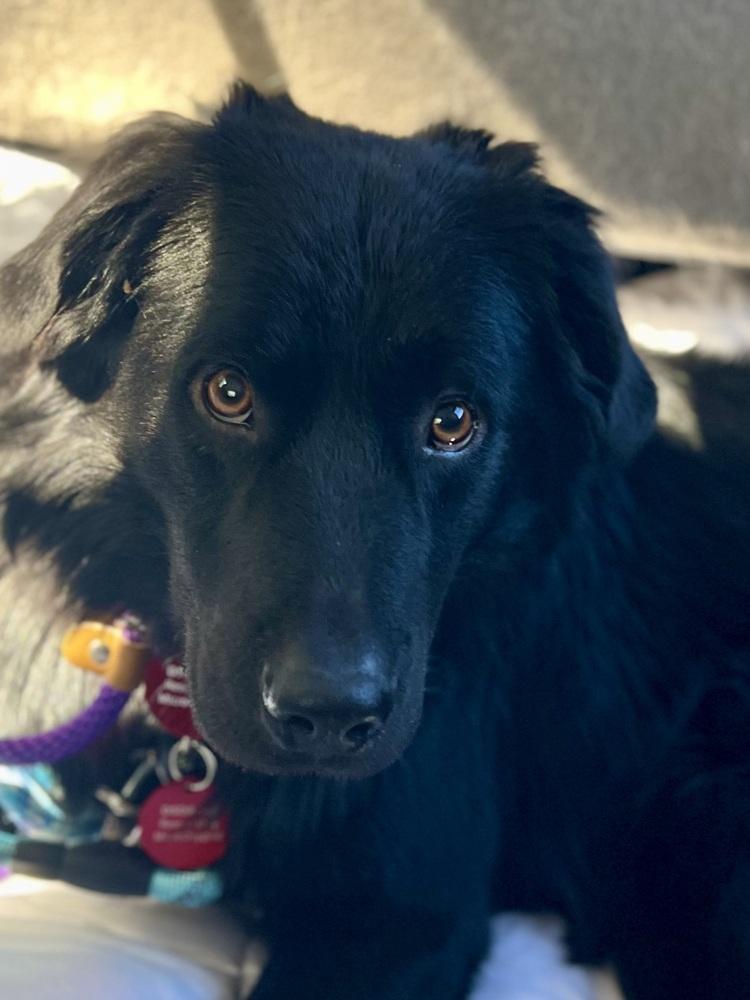 Enlarge 25-099 Cole "Coming Soon!", a Adoptable mixed breed in Richardson, TX image 2/5